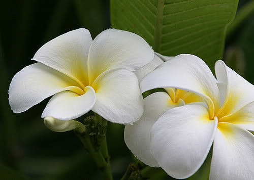 Plumeria by janruss.