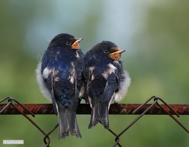 birds000756vipics.jpg