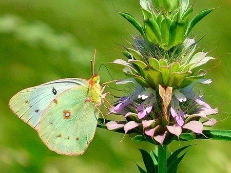 FOTO TË MUAJIT SHKURT - Faqe 2 7M2WIiG9BNrzqRknJO-SrzAI6XSuzDyKFLrf5FiuNhK1l7NDvo2ufQ==