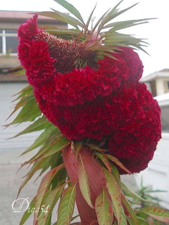 Flower Images Flower Pictures Photo Sharing