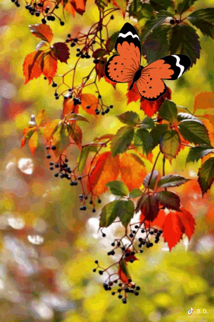v-XrZAPllRzhOMAsw1tcn10uy7w9M9i7-ySAY3GXtZwPAArC2gcasPpyz2JwST1Y.gif